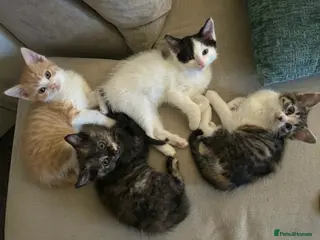 Ragdoll cats Ragdoll x Tabby Gorgeous Rare Coat Kittens - Advert 17