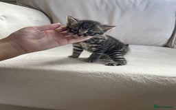 Mixed Breed cats for sale: Beautiful tabby kittens - Image 3