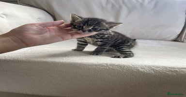 Mixed Breed cats - Advert 4