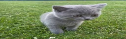 British Shorthair cats for sale: Beautiful British Shorthair kittens - Advert 4