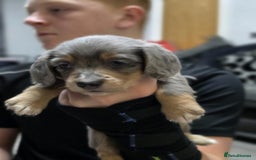 Miniature Dachshund dogs for sale: Long haired miniature dachshund  - Image 14