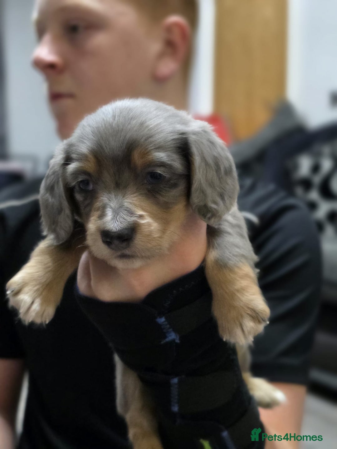 Miniature Dachshund dogs for sale: Long haired miniature dachshund  - Image 14