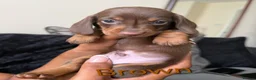 Dachshund dogs for sale: Miniture dachshund puppies in London - Advert 3