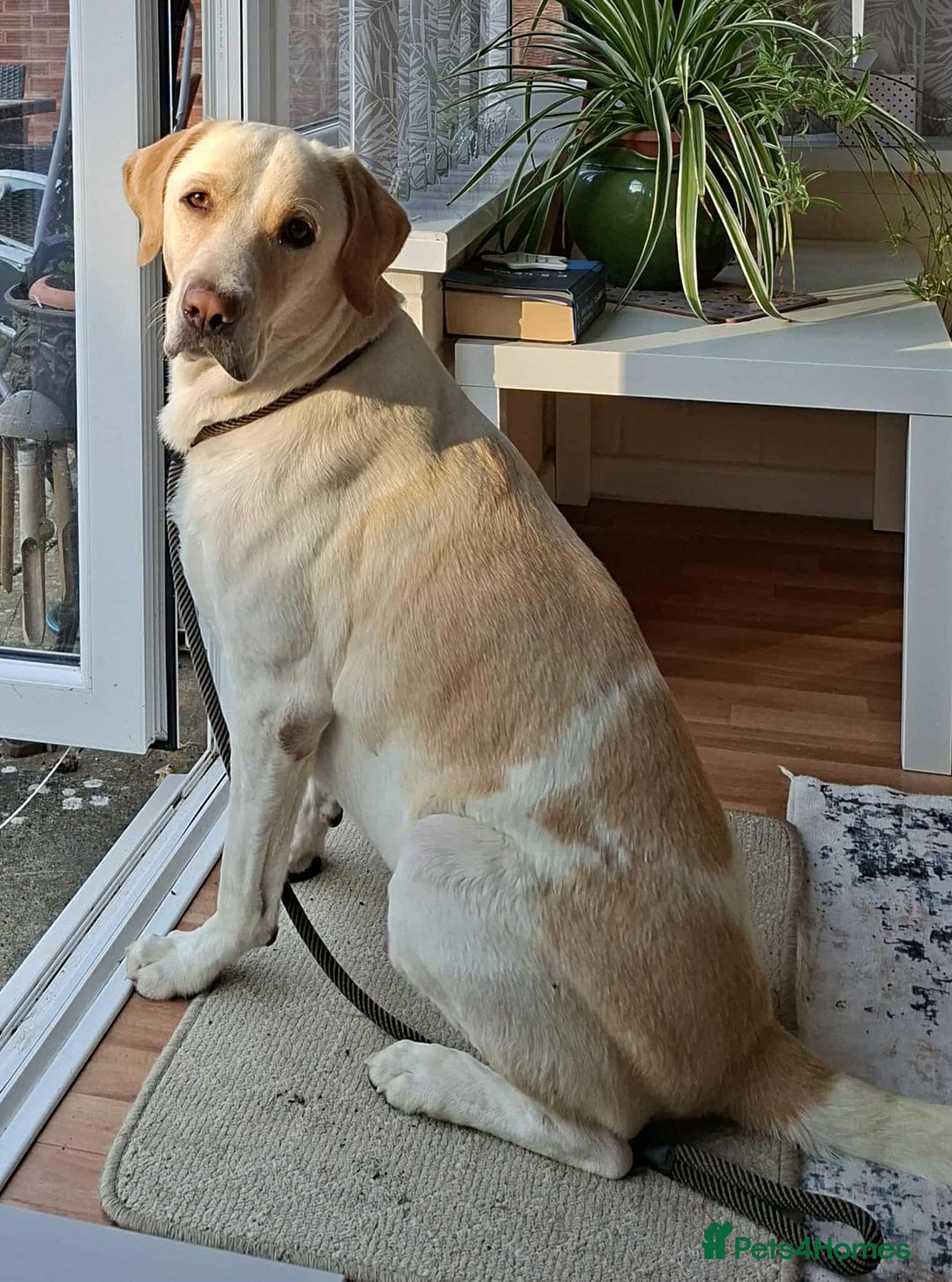 Labrador Retriever dogs for adoption: STORM !  - Image 2