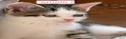 Mixed Breed cats for sale: Mixed litter kittens 🐱  - Advert 9