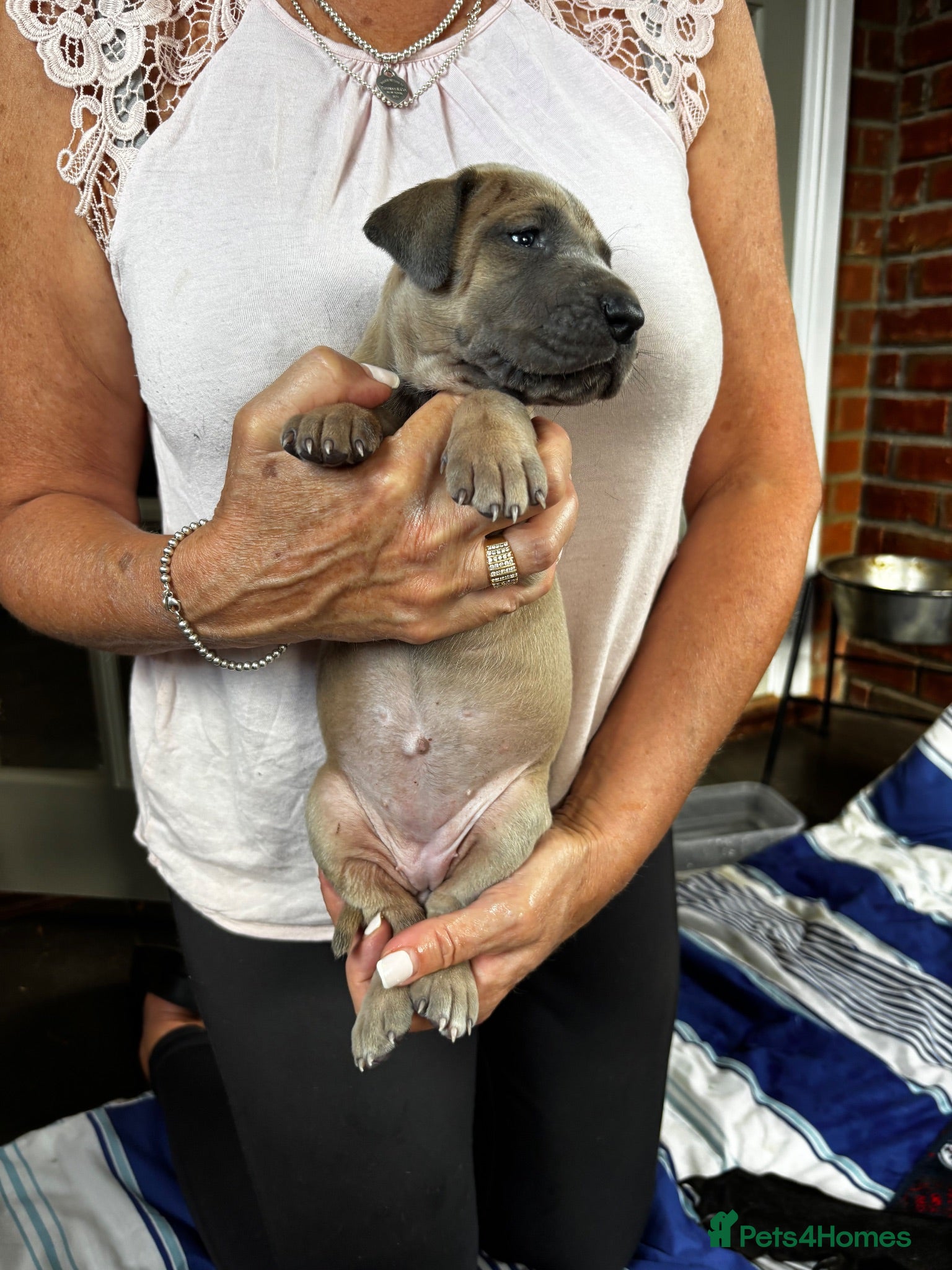 Great Dane dogs 5 Great Dane puppies for sale - Advert 4