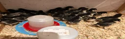 Mixed Breed birds for sale: Silkie &French Copper Maran chicks & hatching eggs - Advert 12