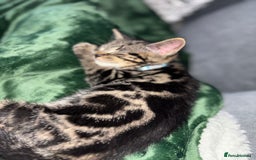 American Shorthair cats for sale: Tabby Kitten  - Image 18