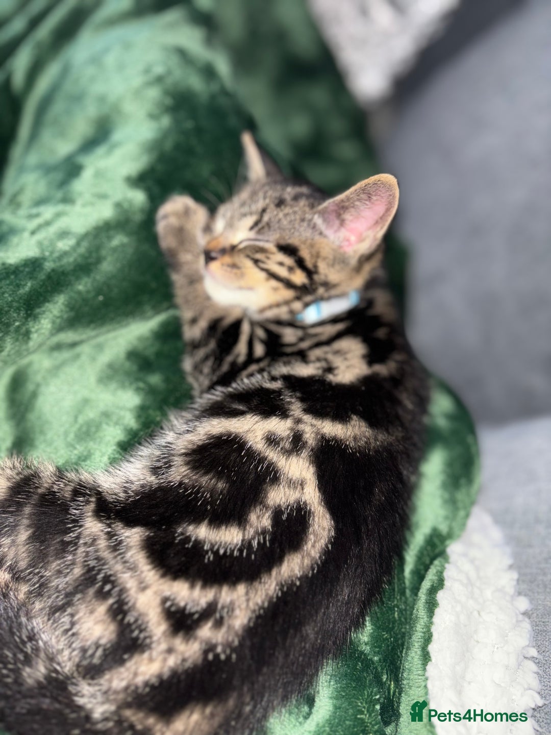 American Shorthair cats for sale: Tabby Kitten  - Image 18