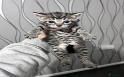 Bengal cats for sale: 4 Bengal kittens  - Image 6