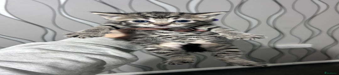 Bengal Kitten girl 1