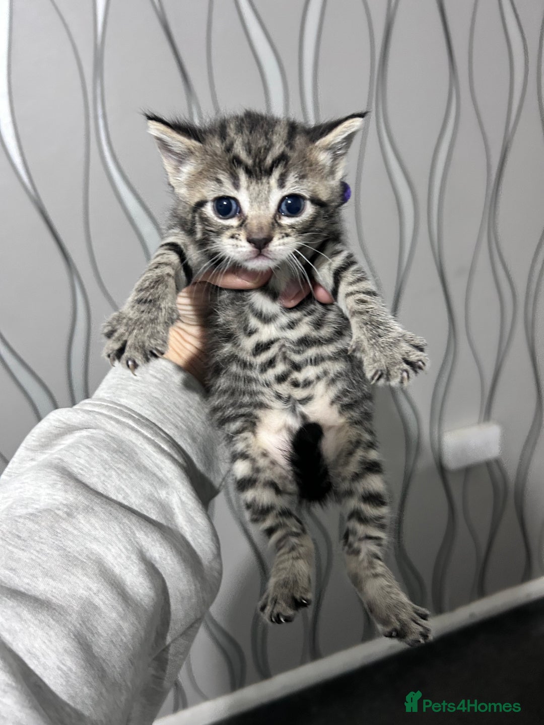 Bengal cats for sale: 4 Bengal kittens  - Image 6