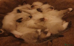 Ragdoll cats for sale: 4 beautiful ragdoll kittens for sale - Oxford - Image 17