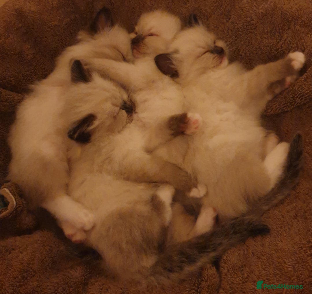 Ragdoll cats for sale: 4 beautiful ragdoll kittens for sale - Oxford - Image 17