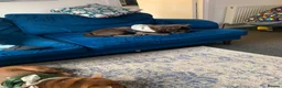 Mixed Breed dogs for sale: Shih Tzu x French Bulldog for sale - Advert 5