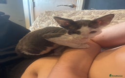 Devon Rex cats for sale: Kittens  - Image 4