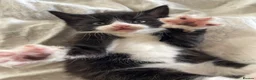 Mixed Breed cats for sale: 🐾 Beautiful Kittens Looking for Loving Homes 🐾 - Advert 4