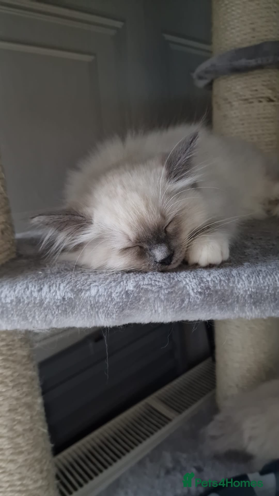 Ragdoll cats for sale: Ready to collect-Blue Point Kittens-Vaccinated - Image 30