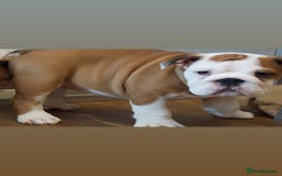 English Bulldog dogs for sale: Kc reg  1 White & Red boy only fully vaccinated  - Image 17