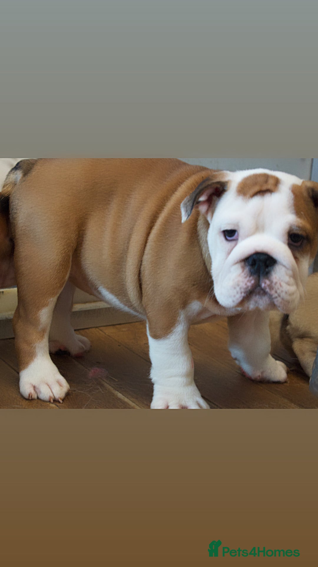 English Bulldog dogs for sale: Kc reg  1 White & Red boy only fully vaccinated  - Image 17