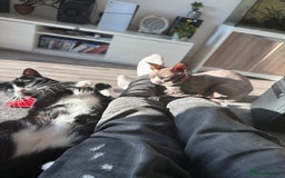 Sphynx cats for sale: Female Kitten Ready 2 Go  - Image 4