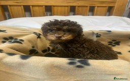 Cockapoo dogs for sale: Gorgeous litter of F1b cockapoos - Advert 7