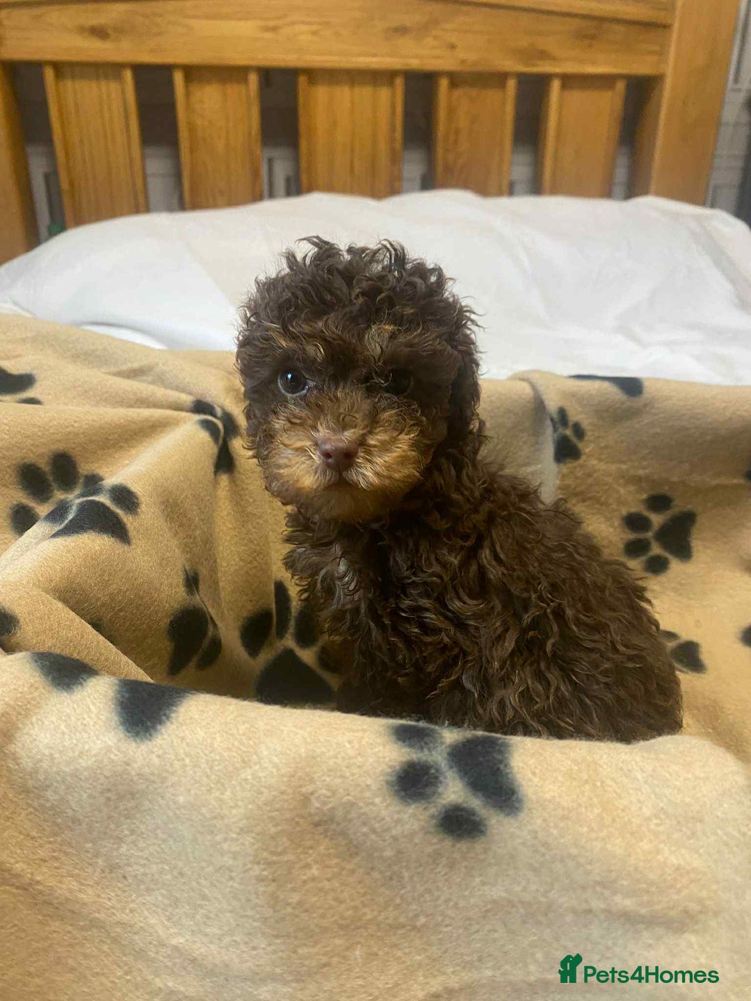 Cockapoo dogs for sale: Gorgeous litter of F1b cockapoos - Advert 7