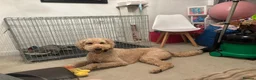 Standard Poodle dogs for stud: Leo our stunning light red/apricot standard poodle in Saint Helens - Advert 2