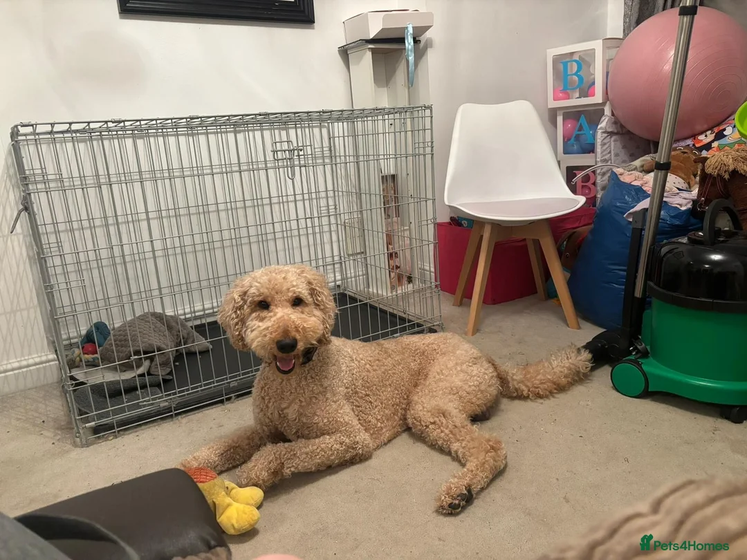 Standard Poodle dogs for stud: Leo our stunning light red/apricot standard poodle in Saint Helens - Advert 2