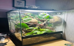Gecko reptiles for sale: Crested Gecko Pair + Established Bioactive Setup  - Image 6