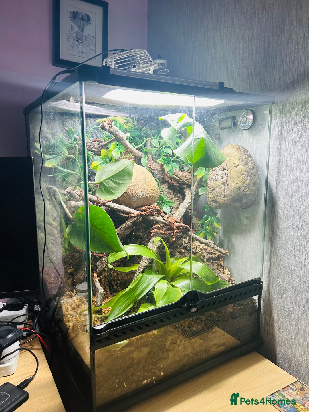 Gecko reptiles for sale: Crested Gecko Pair + Established Bioactive Setup  - Image 6