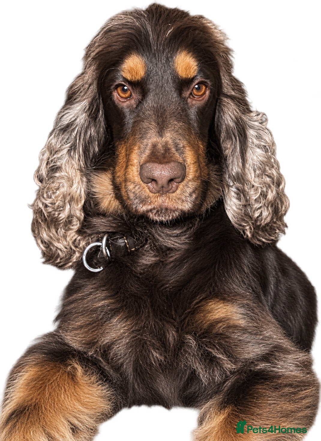 Cocker Spaniel dogs ⭐️ Incredible KC show cocker spaniel⭐️ - Advert 21
