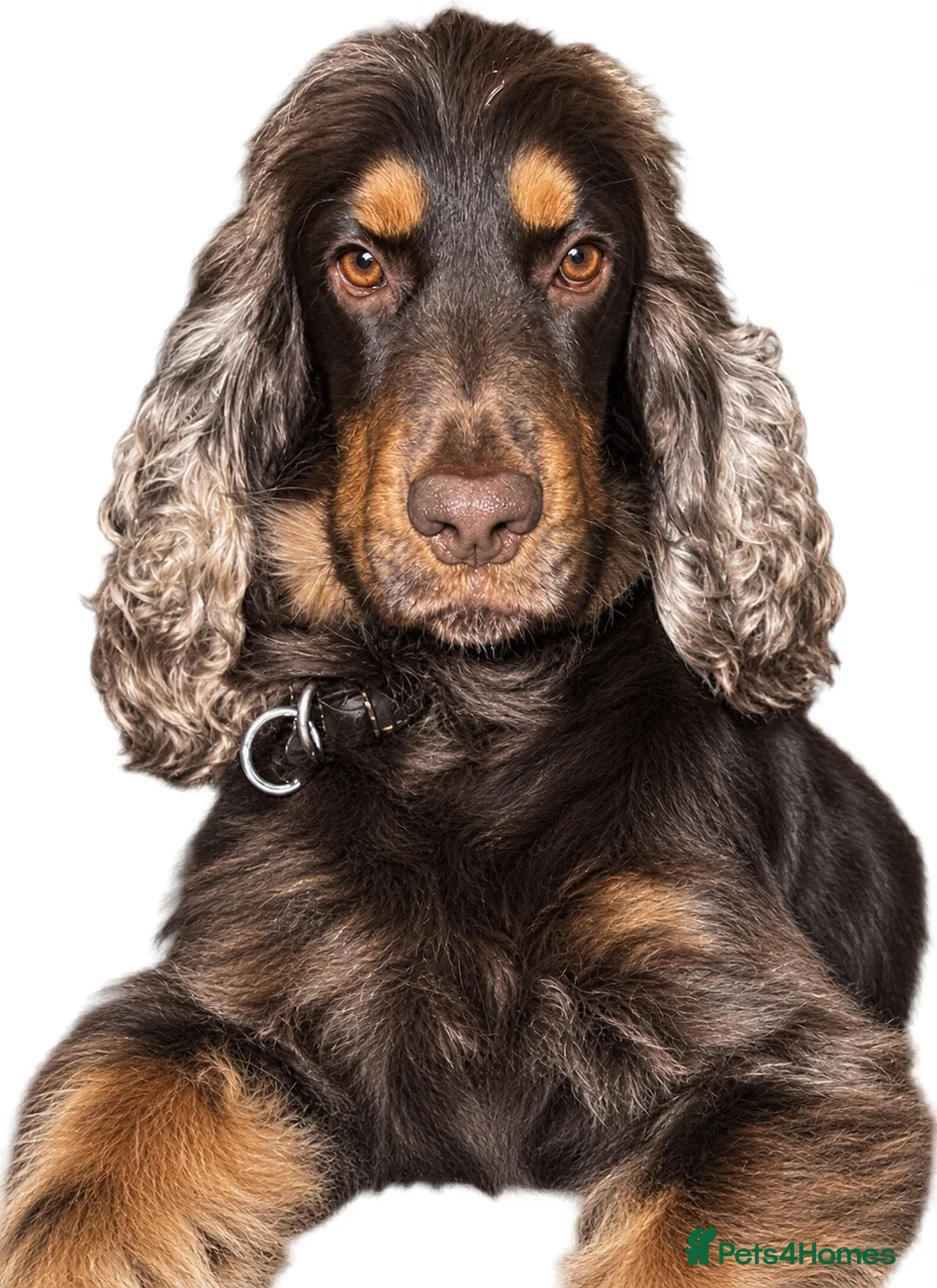 Cocker Spaniel dogs for stud: ⭐️ Incredible KC show cocker spaniel⭐️ - Advert 1