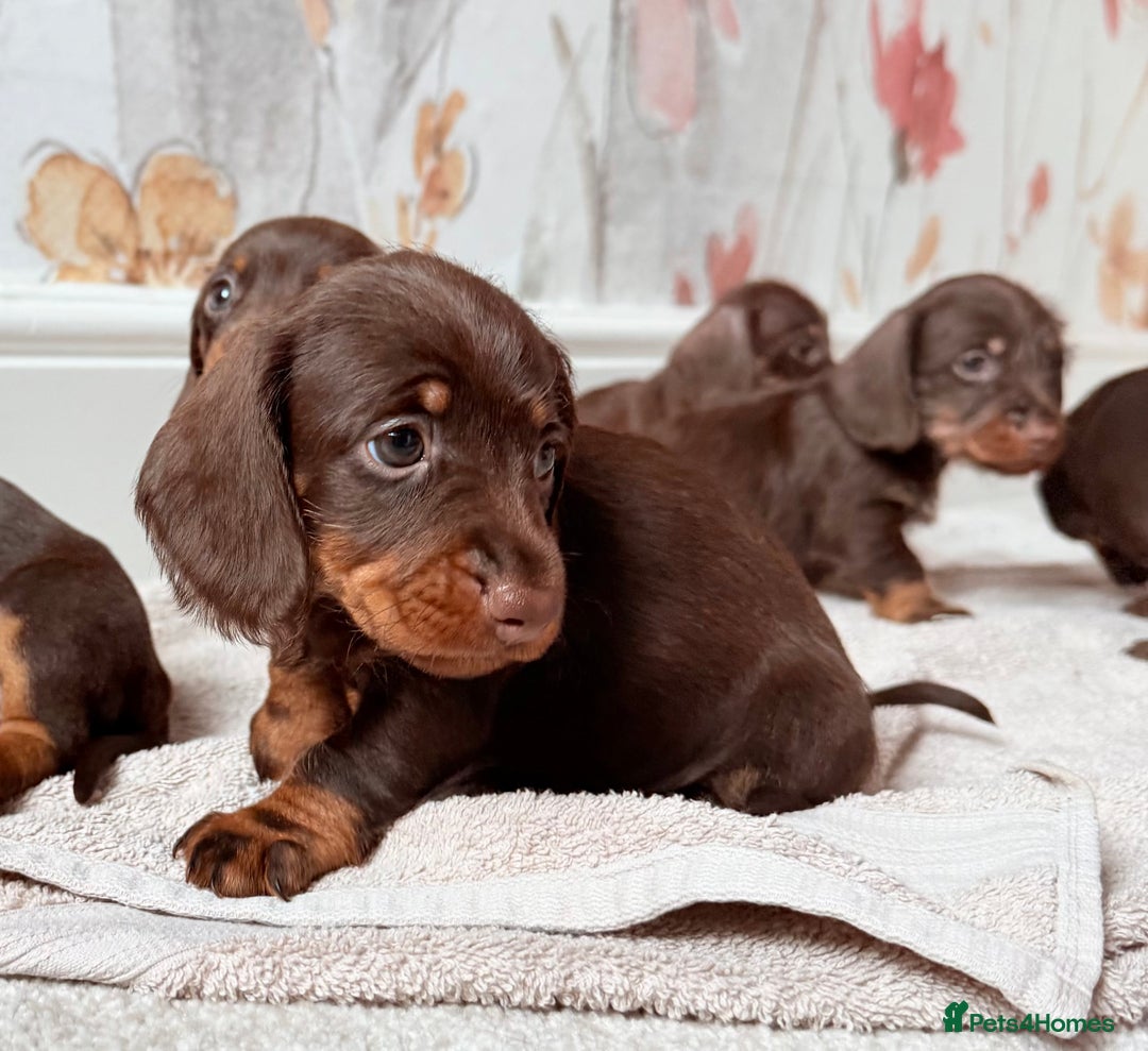 Miniature Dachshund dogs for sale: Quality miniature dachshund puppies  - Image 12