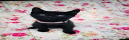 Mixed Breed cats for sale: *READY NOW* 5 Beautiful, Confident Kittens - Advert 24