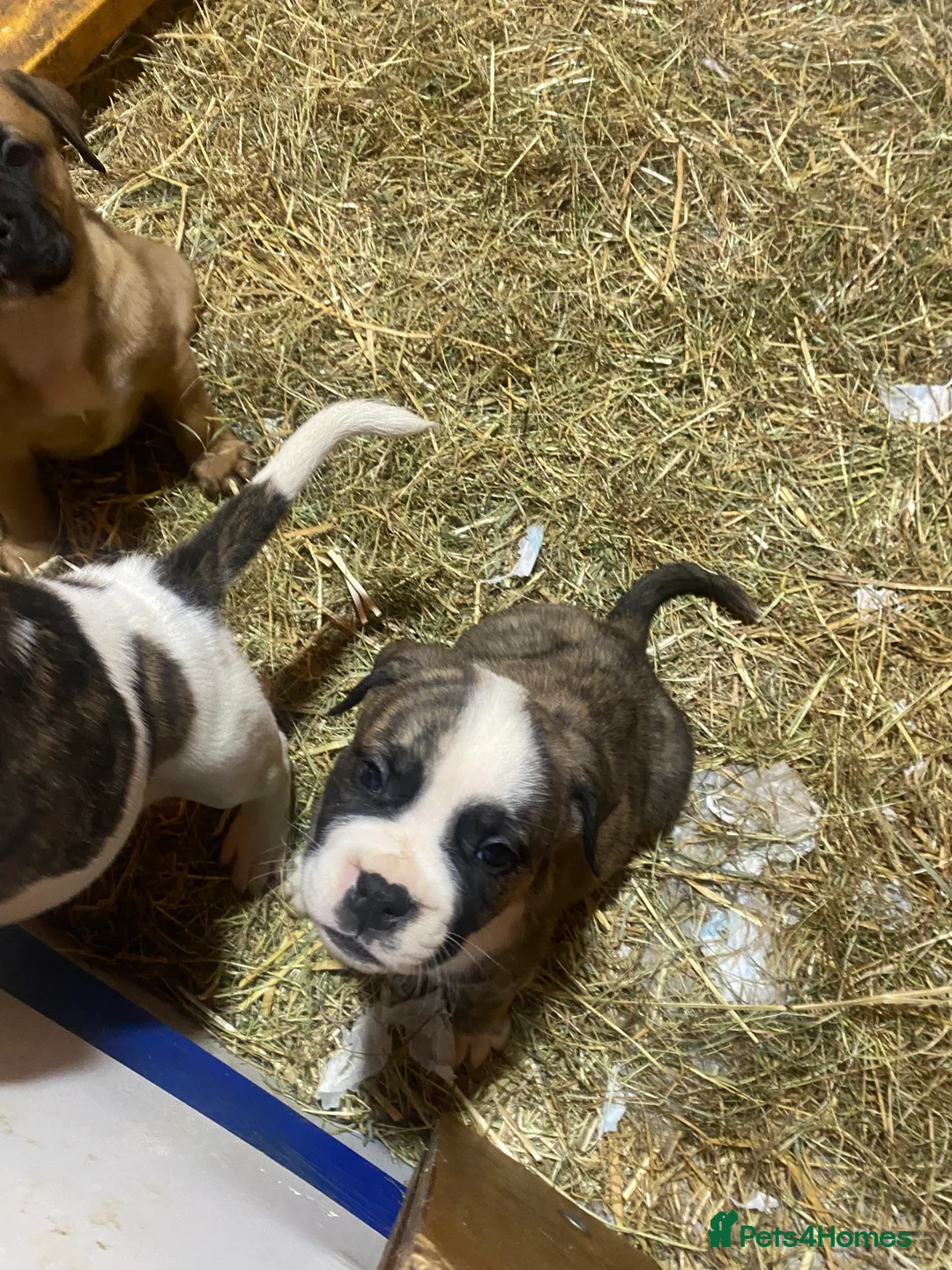 American Bulldog dogs for sale: American bulldog  - Advert 31