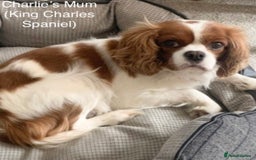 Cavapoo dogs for stud: Gorgeous F1 Cavapoo for stud - Image 16