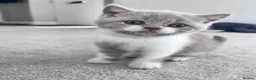 British Shorthair cats for sale: Lovely British Shorthair Kittens in Rugby - Advert 4