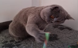 British Shorthair cats for sale: Beautiful British Blue Female  - Image 2
