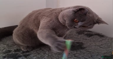 British Shorthair cats - Advert 1