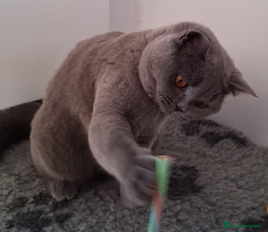 British Shorthair cats for sale: Beautiful British Blue Female  - Image 2