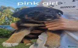Mixed Breed dogs for sale: German shepherd x border collie pups  - Image 1