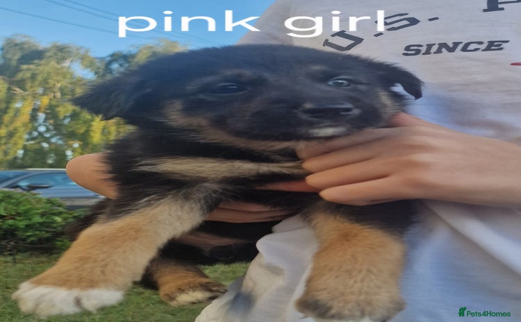 Mixed Breed dogs - Advert 2