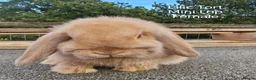 Mini Lop rabbits for sale: Various Mini Lop youngsters  - Advert 2
