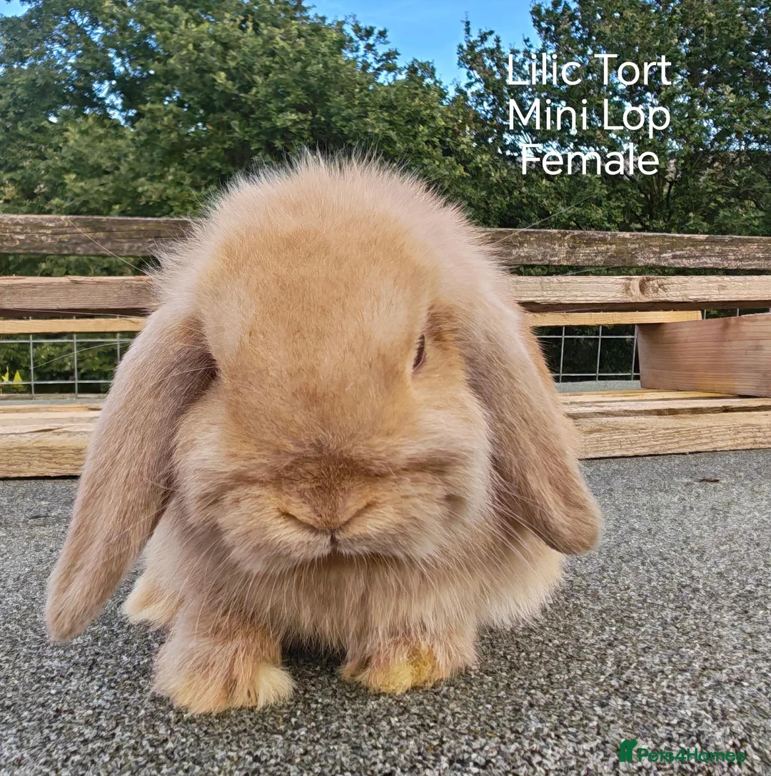 Mini Lop rabbits for sale: Various Mini Lop youngsters  - Advert 2