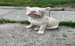 French Bulldog dogs for sale: 2 French bulldog pups.  1 boy & 1 girl.  - Image 20