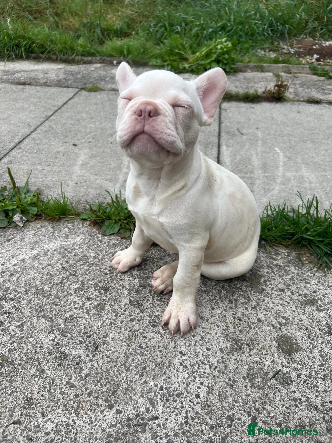 French Bulldog dogs for sale: 2 French bulldog pups.  1 boy & 1 girl.  - Image 20