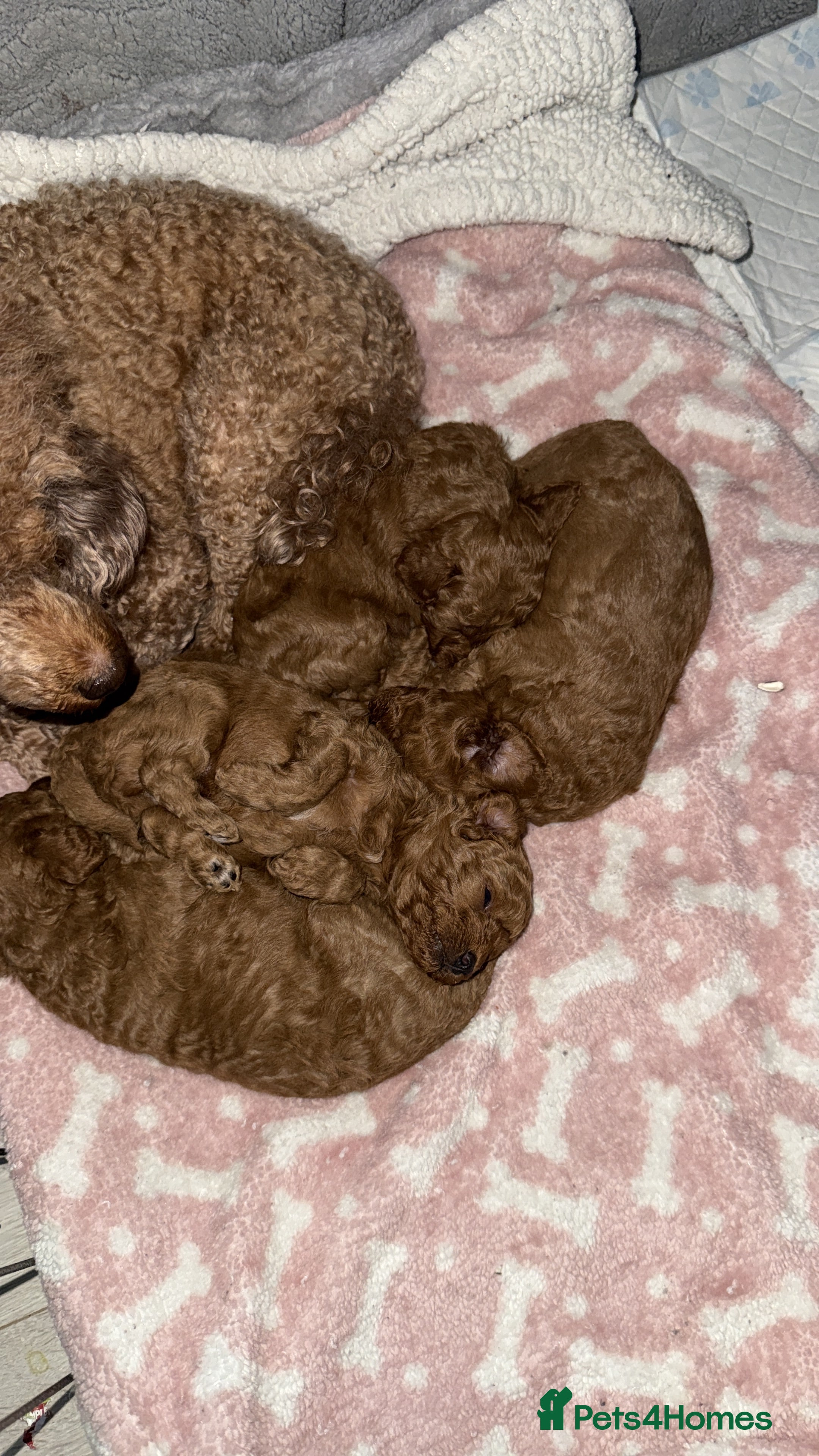 Toy Poodle dogs 1 girl red toy poodle  - Advert 1