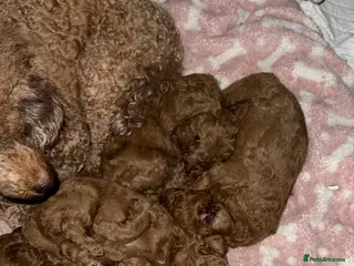 Toy Poodle dogs 1 girl red toy poodle - Advert 1