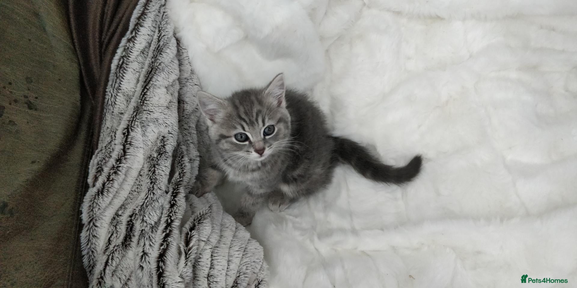 Russian Blue cats BEAUTIFUL RUSSIAN BLUE KITTENS 8 WEEKS OLD - Advert 9